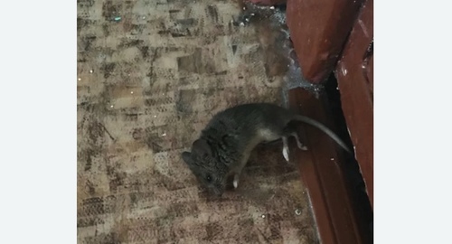 Дезинфекция от мышей в Удомле